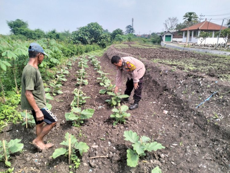 Sinergi Polisi dan Petani di Desa Jiken Kelola Tanaman Sayuran